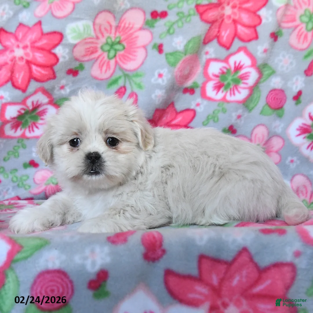 Teddy Bear dogs for sale: Cassidy - Ad 2