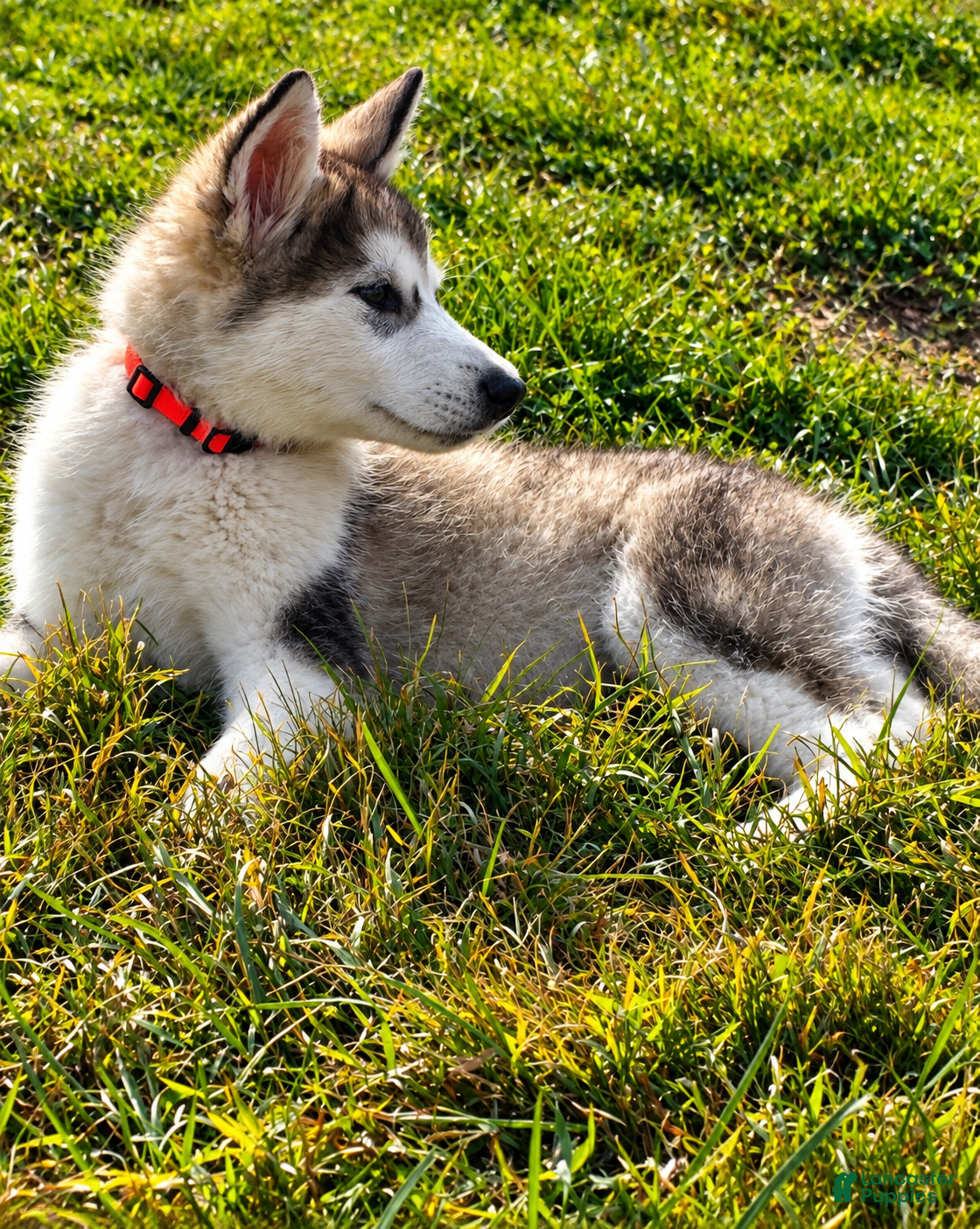 Alaskan Malamute dogs Pickles 🥒  - Ad 1