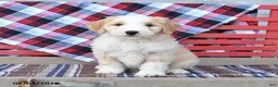 Mini Bernedoodle dogs for sale: Sky - Ad 2