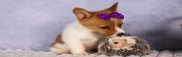 Welsh Corgi Pembroke dogs for sale: Bambi🎀 - Ad 6