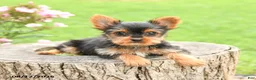 Yorkshire Terrier dogs for sale: Asher - Ad 4