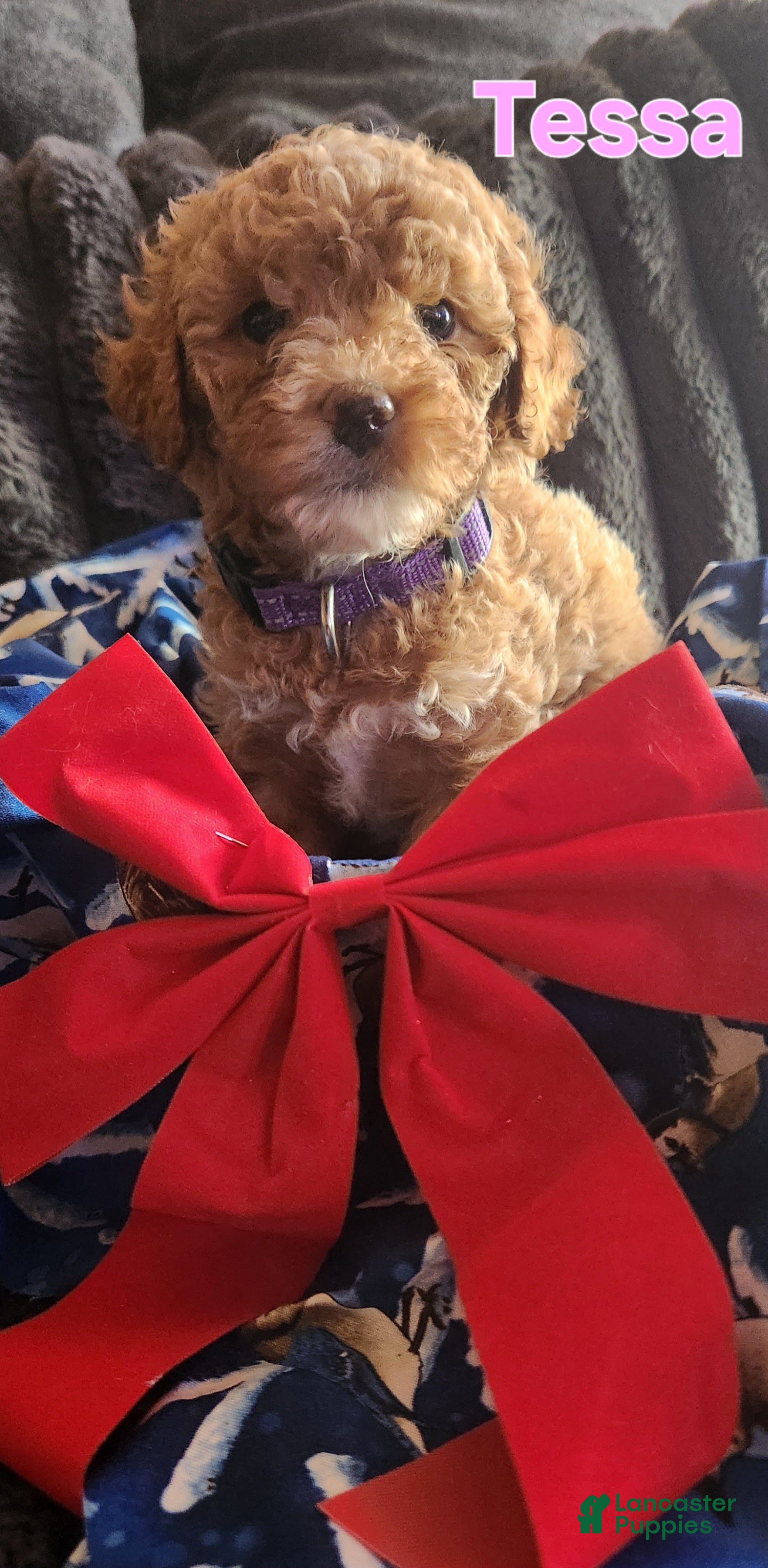 Mini Goldendoodle dogs for sale: Tessa - Ad 4