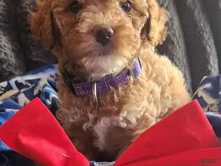 Mini Goldendoodle dogs Tessa - Ad 13