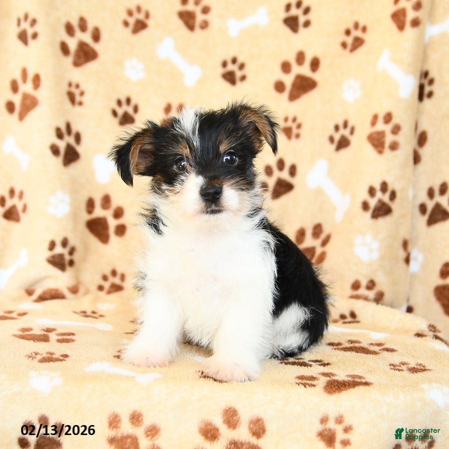 Yorkshire Terrier dogs Leo - Ad 2