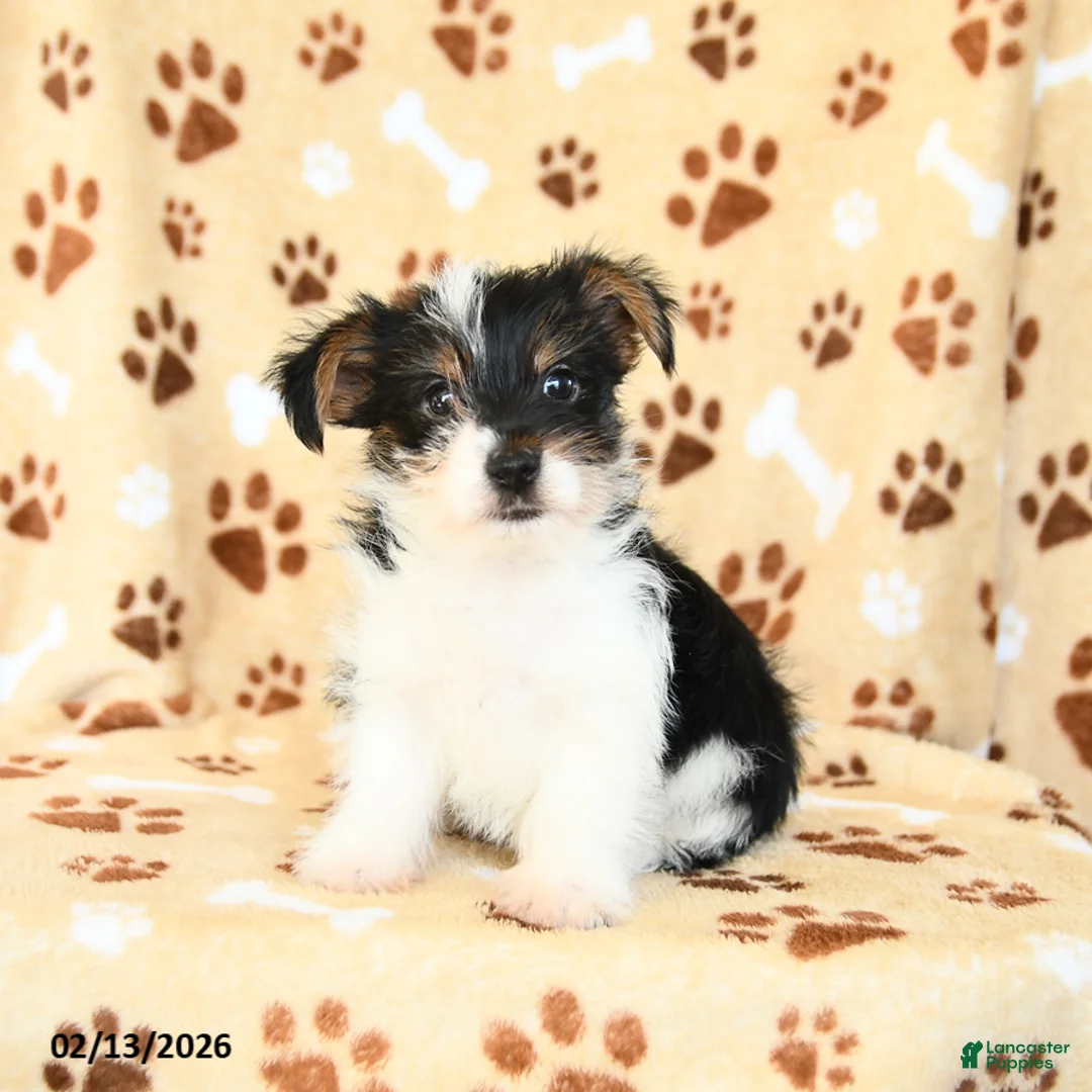 Yorkshire Terrier dogs for sale: Leo - Ad 2