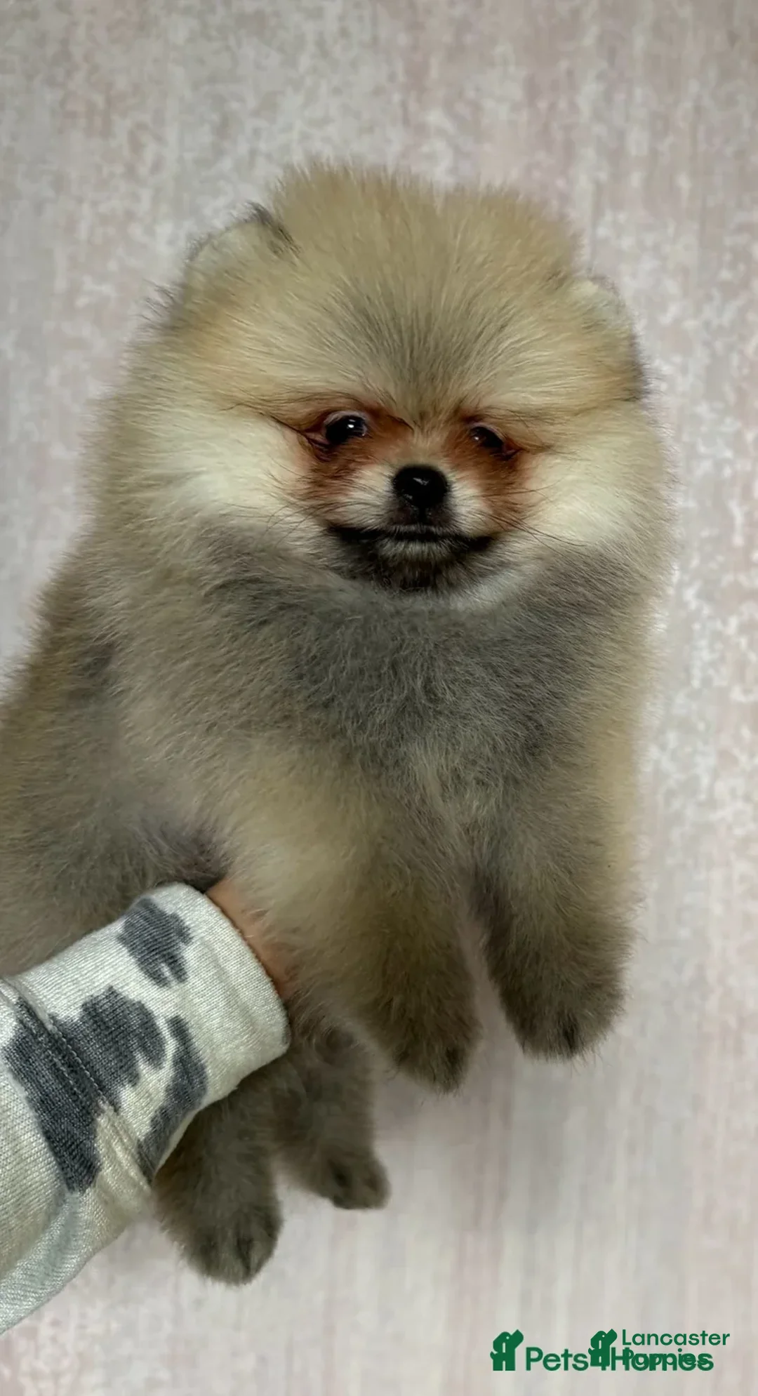 Pomeranian dogs for sale: Greg - Ad 5