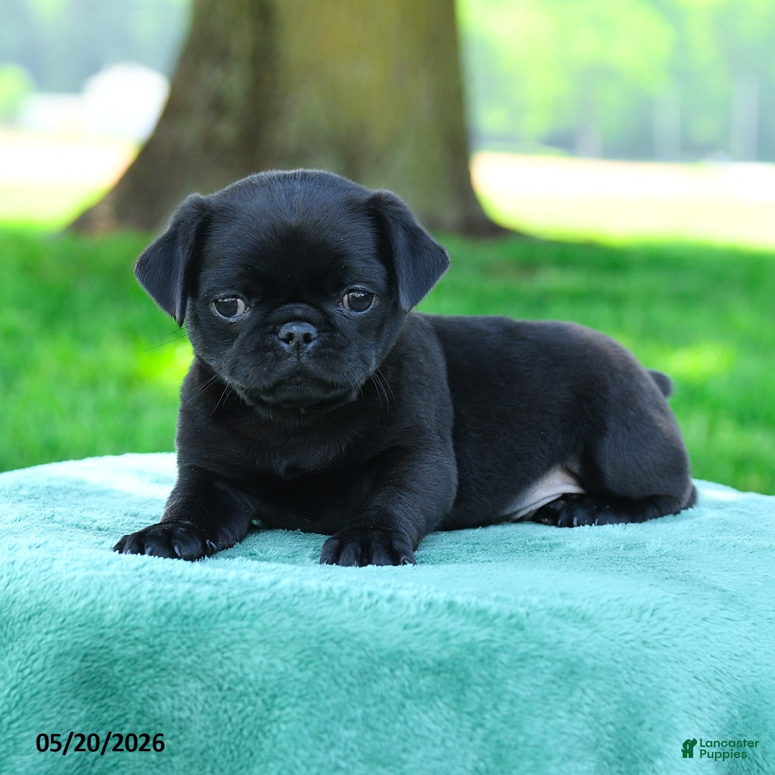 Pug dogs Andrew - Ad 2