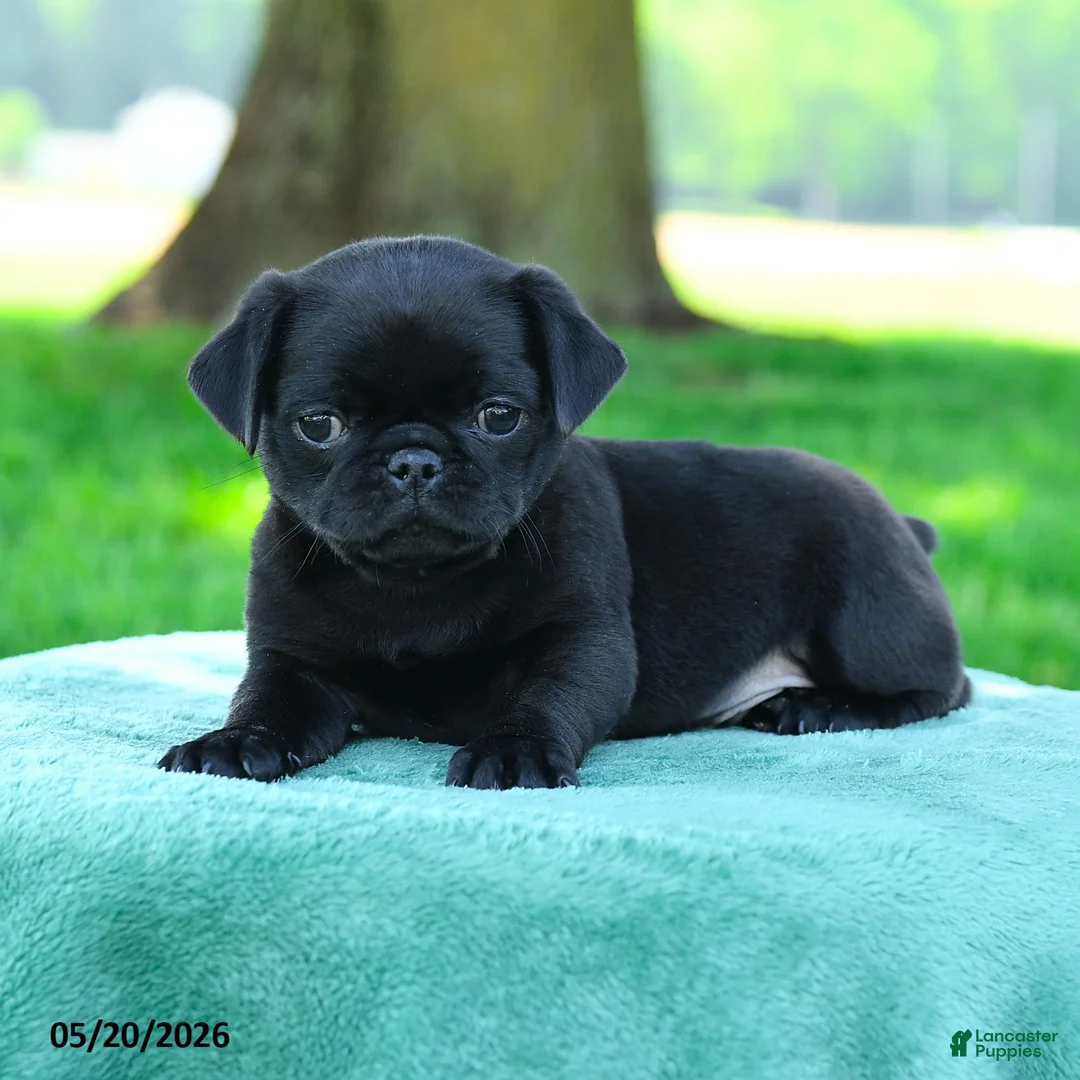 Pug dogs for sale: Andrew - Ad 2