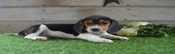 Beagle dogs for sale: Hunter - Ad 4