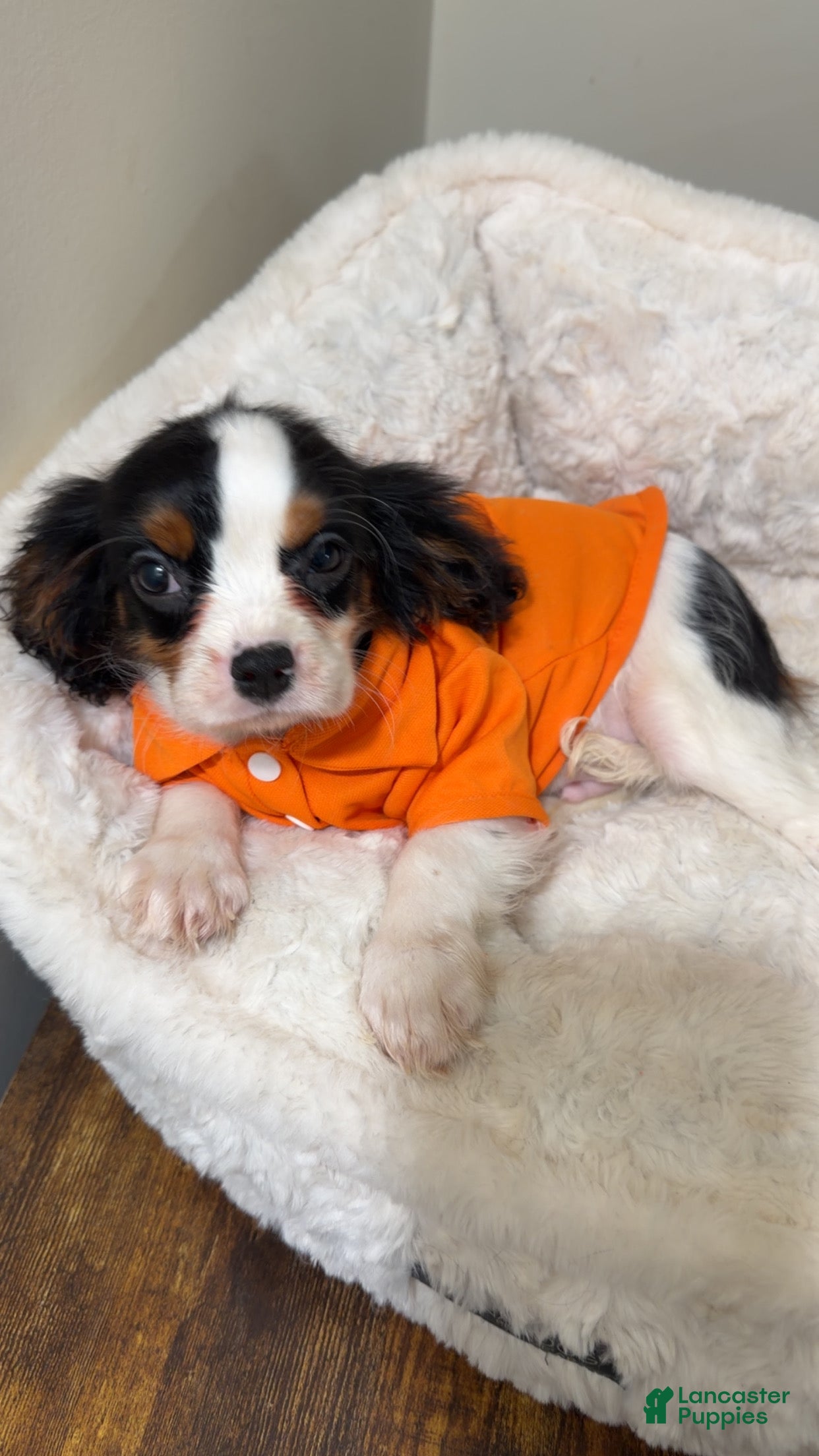 Cavalier King Charles Spaniel dogs Noodles  - Ad 21