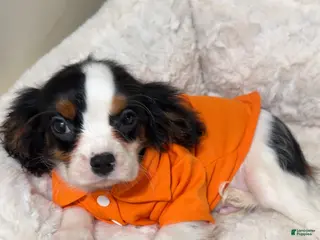 Cavalier King Charles Spaniel dogs Noodles - Ad 21