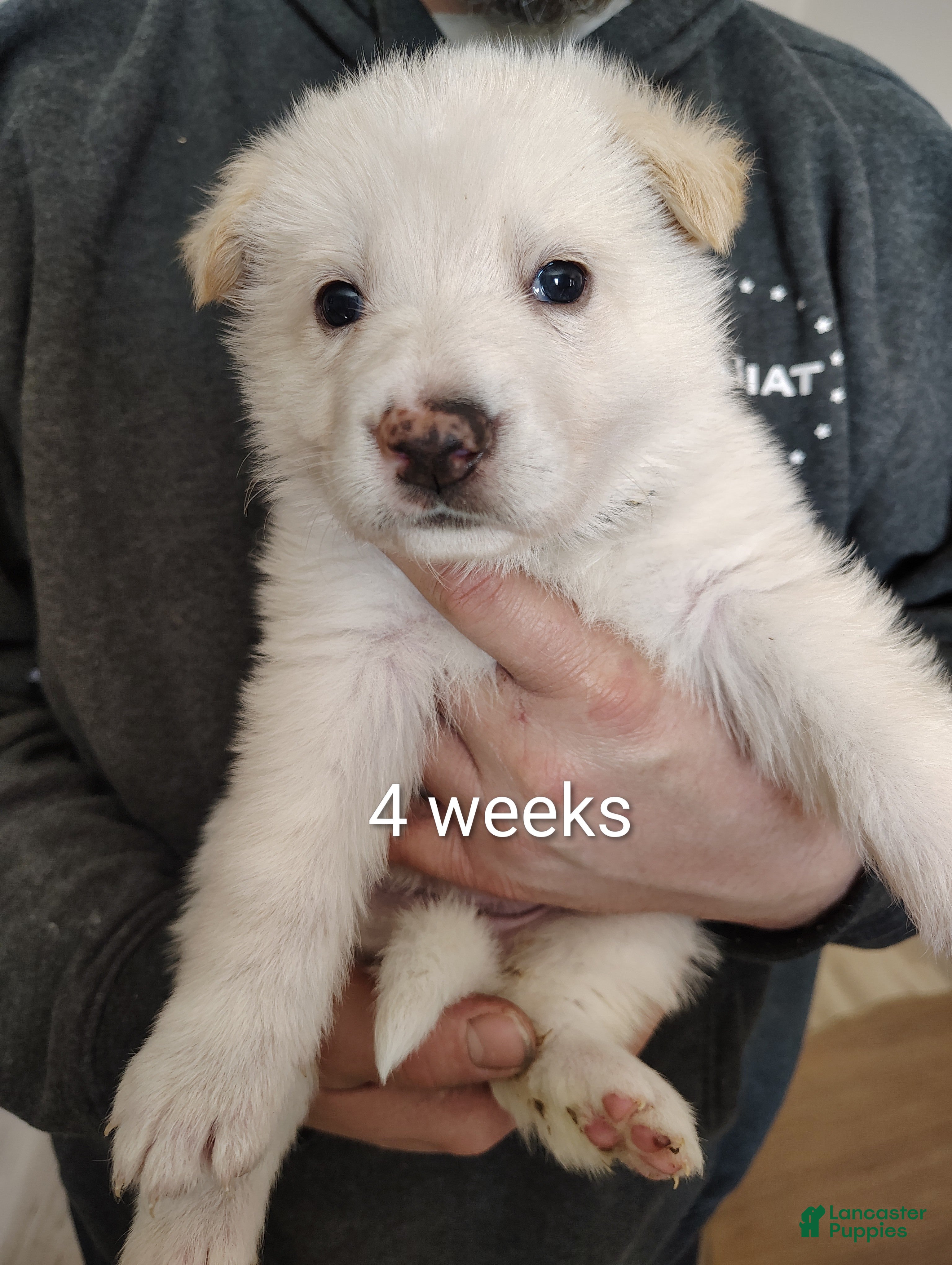 German Shepherd dogs Anna - Ad 1