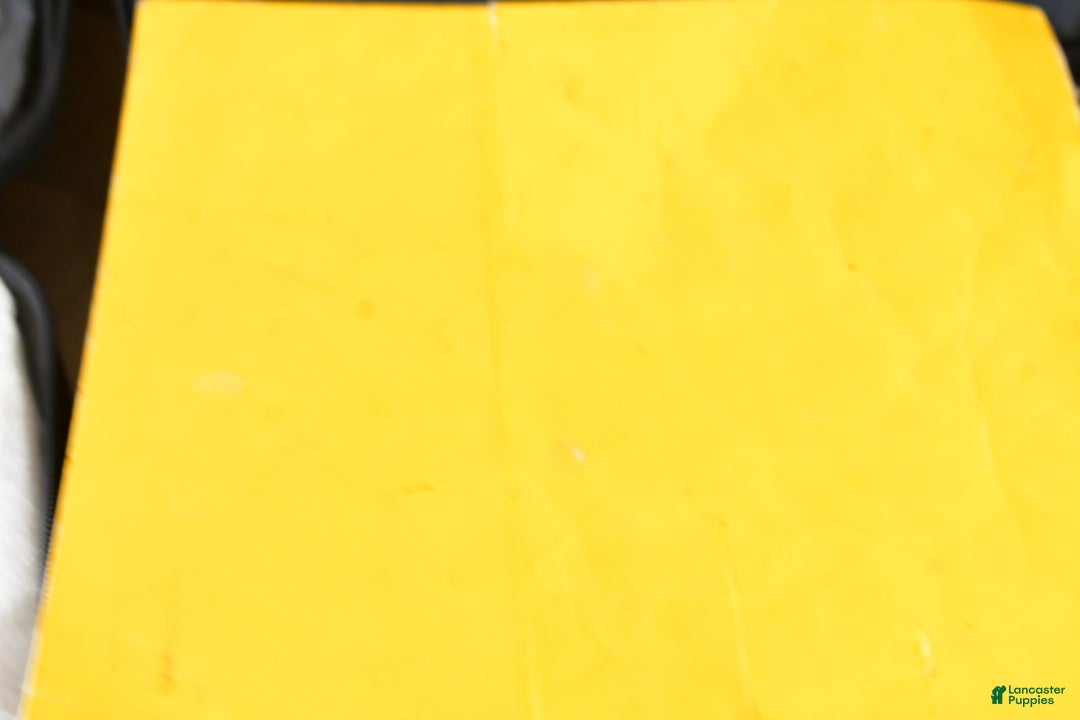 Shih Tzu dogs for sale: Lexi - Ad 8