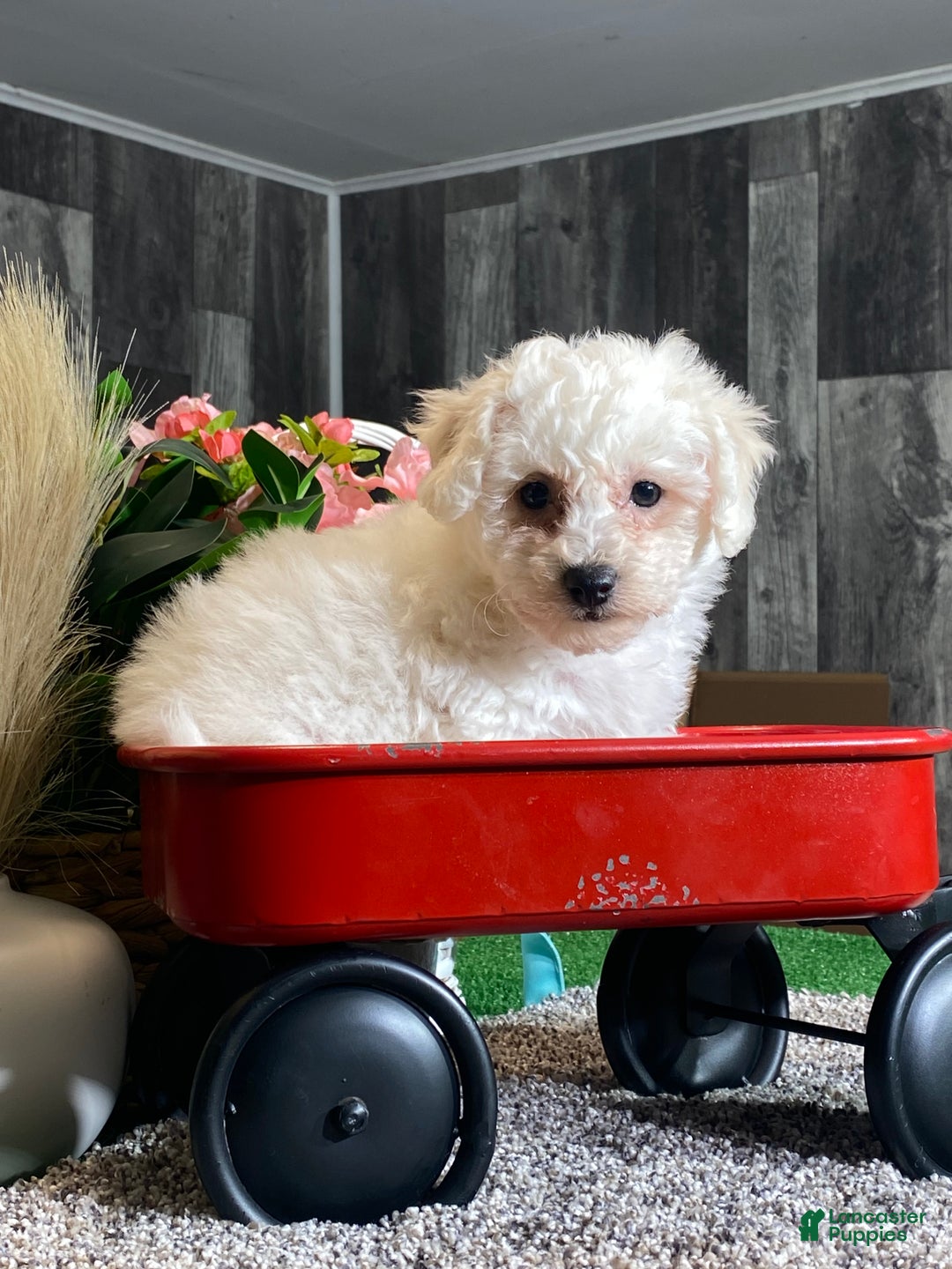 Bichon Frise dogs for sale: Bella  - Ad 2