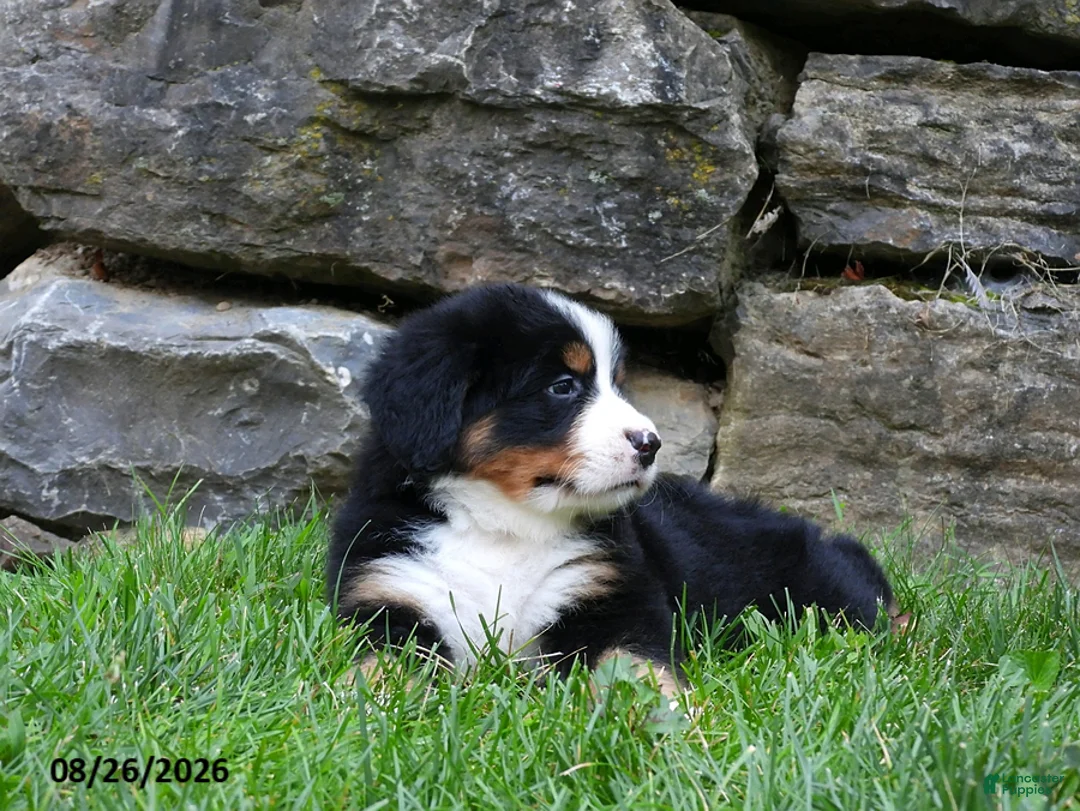 Bernese Mountain Dog dogs for sale: Alexander - Ad 2