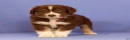 Miniature Australian Shepherd dogs for sale: Mike - Ad 1