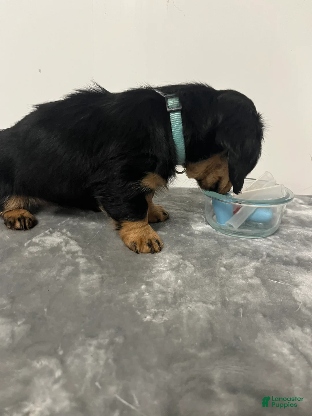 Miniature Dachshund dogs for sale: Miniature Dachshund Oakley  - Ad 2