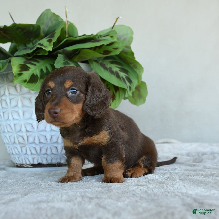 Dachshund dogs for sale: Whisper - Ad 1