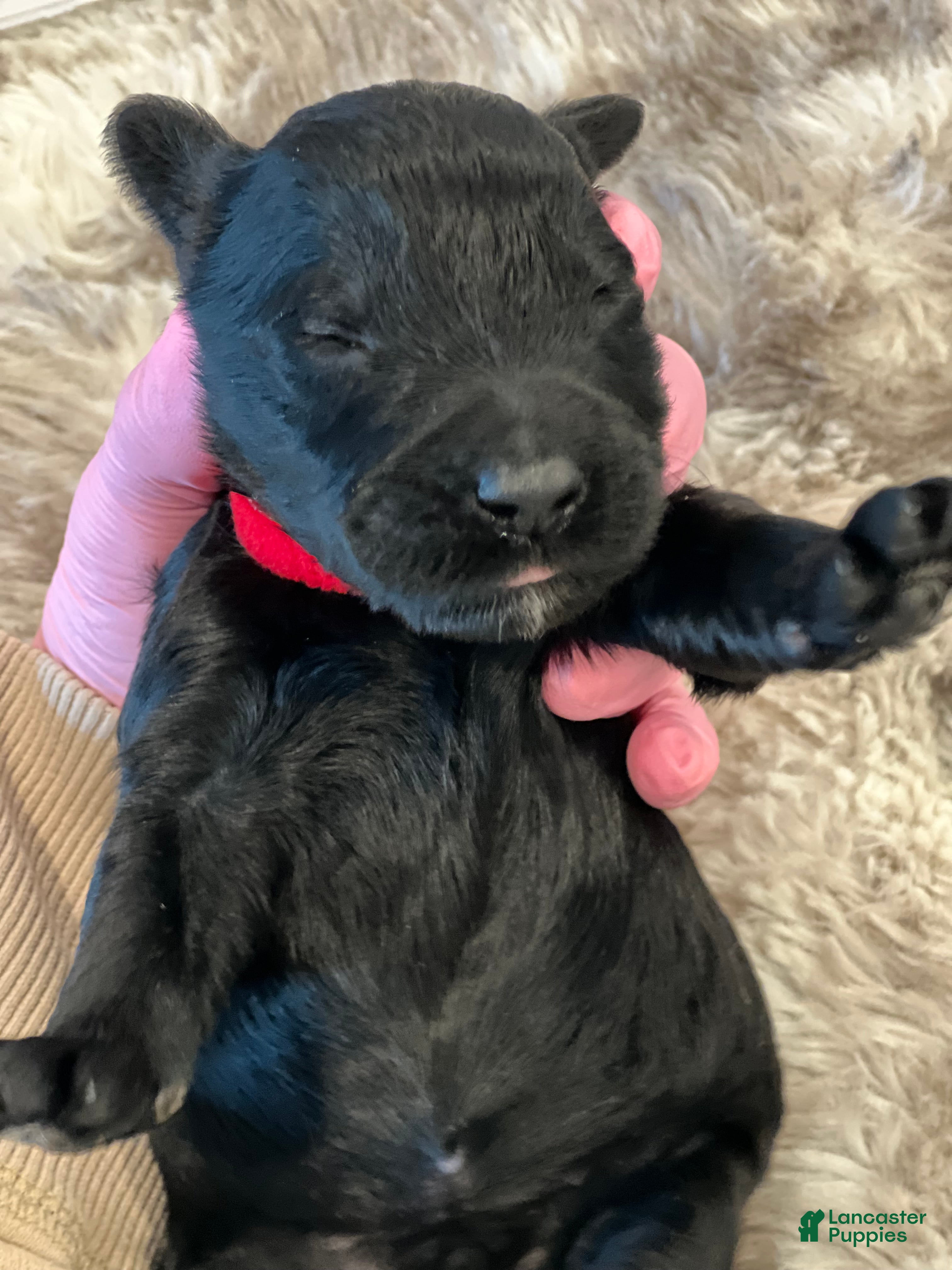 Giant Schnauzer dogs Benedict  - Ad 2