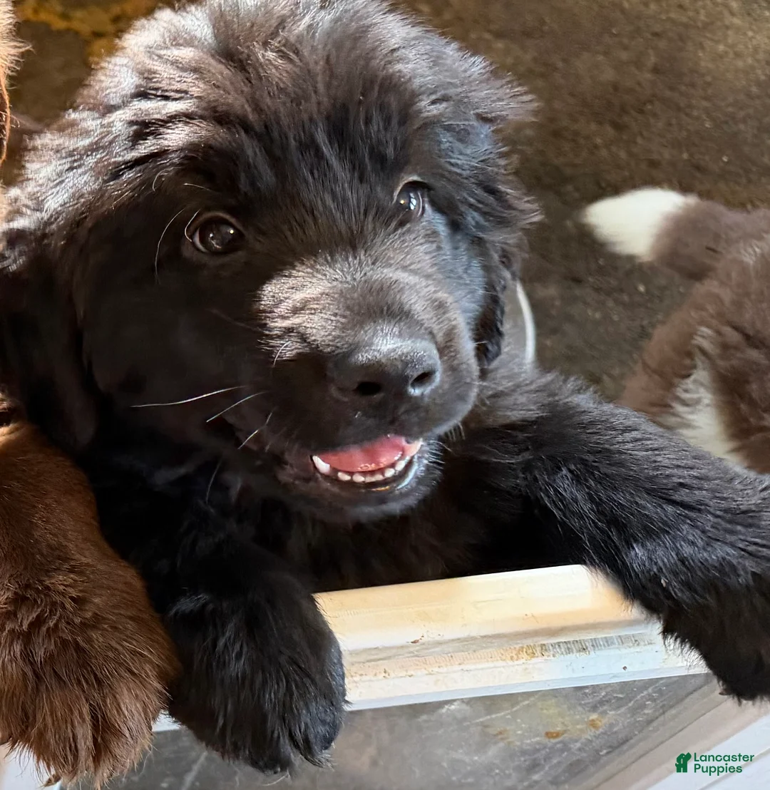 Newfoundland dogs for sale: Newfoundland Puppy 4 Aphrodite - Ad 1