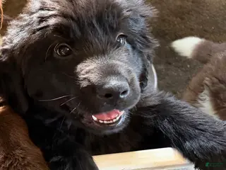 Newfoundland dogs Newfoundland Puppy 4 Aphrodite - Ad 35