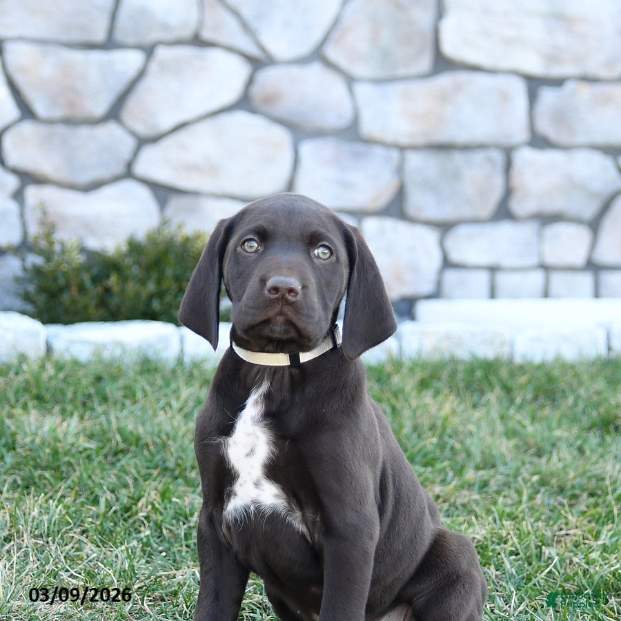 German Shorthaired Pointer dogs Thor - Ad 2