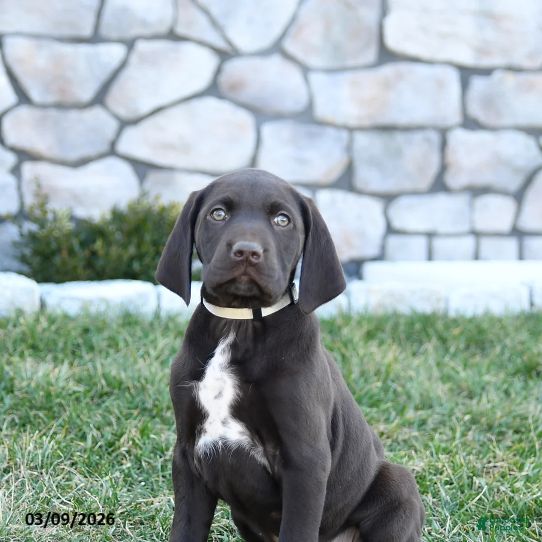 German Shorthaired Pointer dogs for sale: Thor - Ad 2