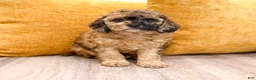 Cavapoo dogs for sale: Indio - Ad 1
