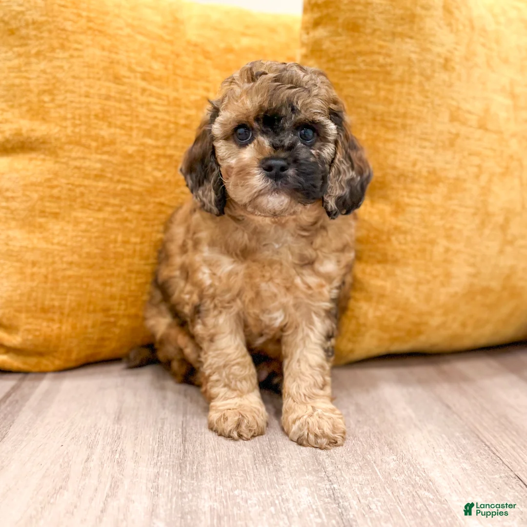 Cavapoo dogs for sale: Indio - Ad 1
