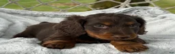 Miniature Dachshund dogs for sale: Benny - Ad 7