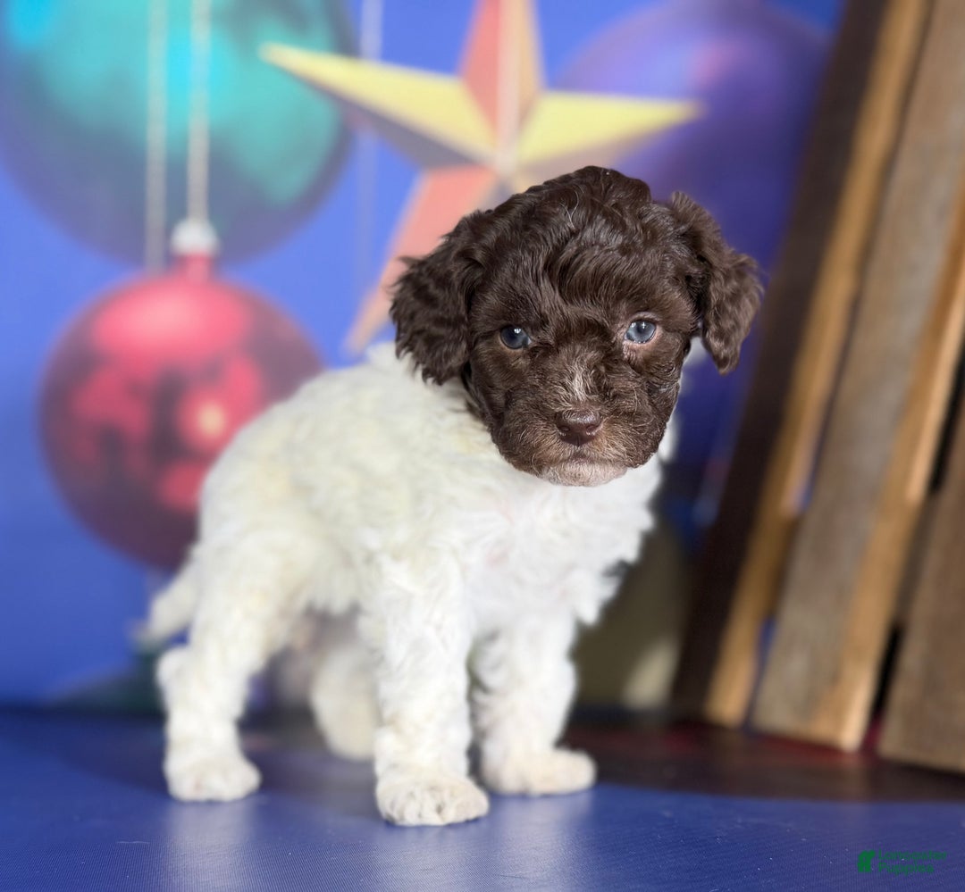 Toy Poodle dogs for sale: Aca DNA hazelnut  - Ad 4