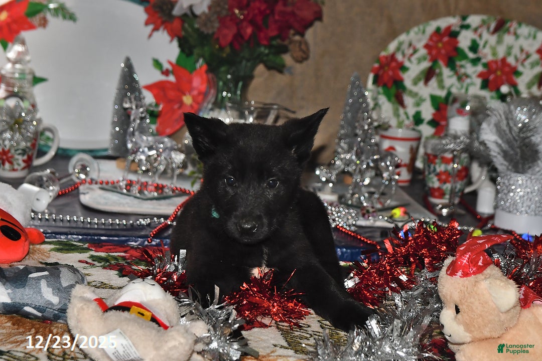 Belgian Malinois dogs for sale: Apollo - Ad 6