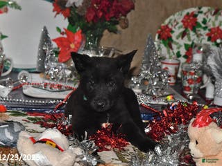 Belgian Malinois dogs Apollo - Ad 11