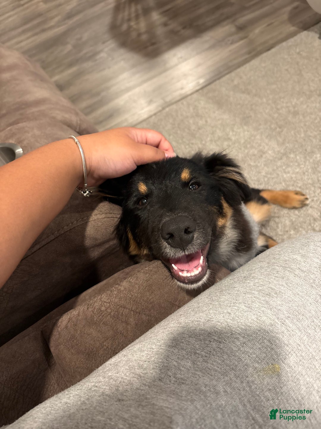 Australian Shepherd dogs for sale: Apollo - Ad 2