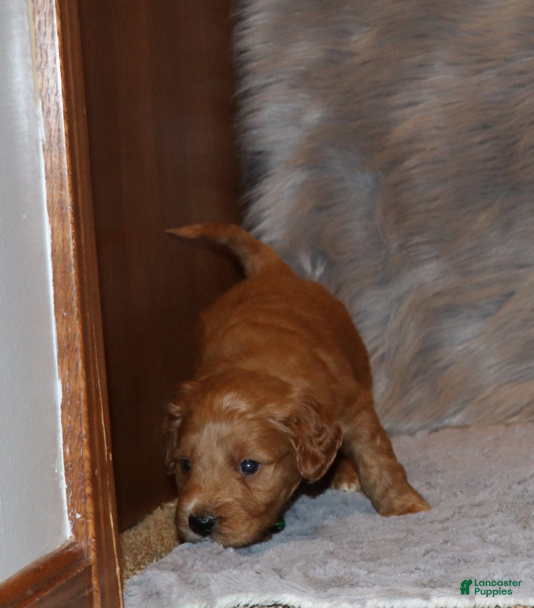 Mini Goldendoodle dogs for sale: Wyatt 💙👨‍👨‍👧‍👦💞🐕 - Ad 10