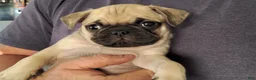 Pug dogs for sale: Logan - Ad 2
