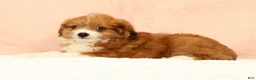Mini Aussiedoodle dogs for sale: Myron - Ad 3