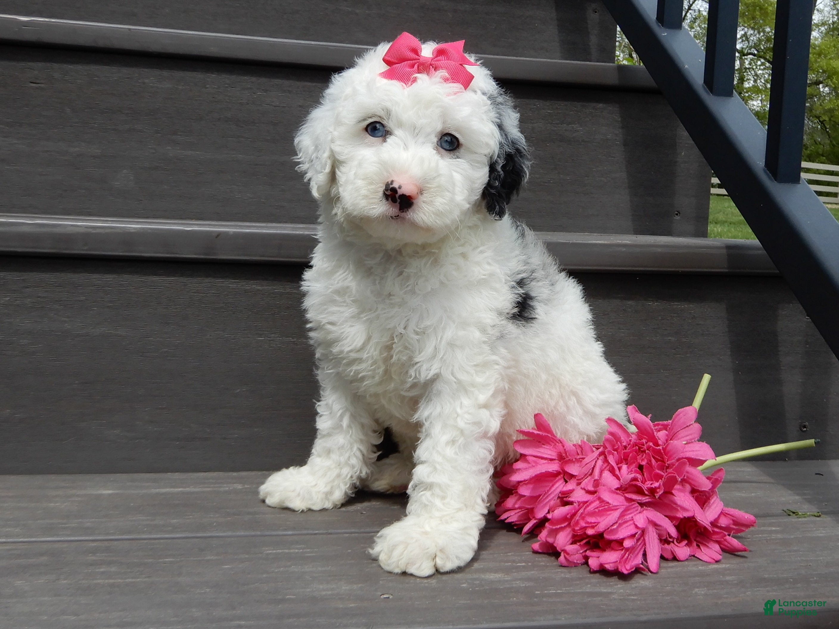 Sheepadoodle dogs Roxy-MEDIUM - Ad 2