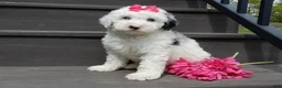 Sheepadoodle dogs for sale: Roxy-MEDIUM - Ad 2