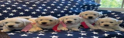 Golden Retriever dogs for sale: Golden Retriever Puppy 2 - Ad 4