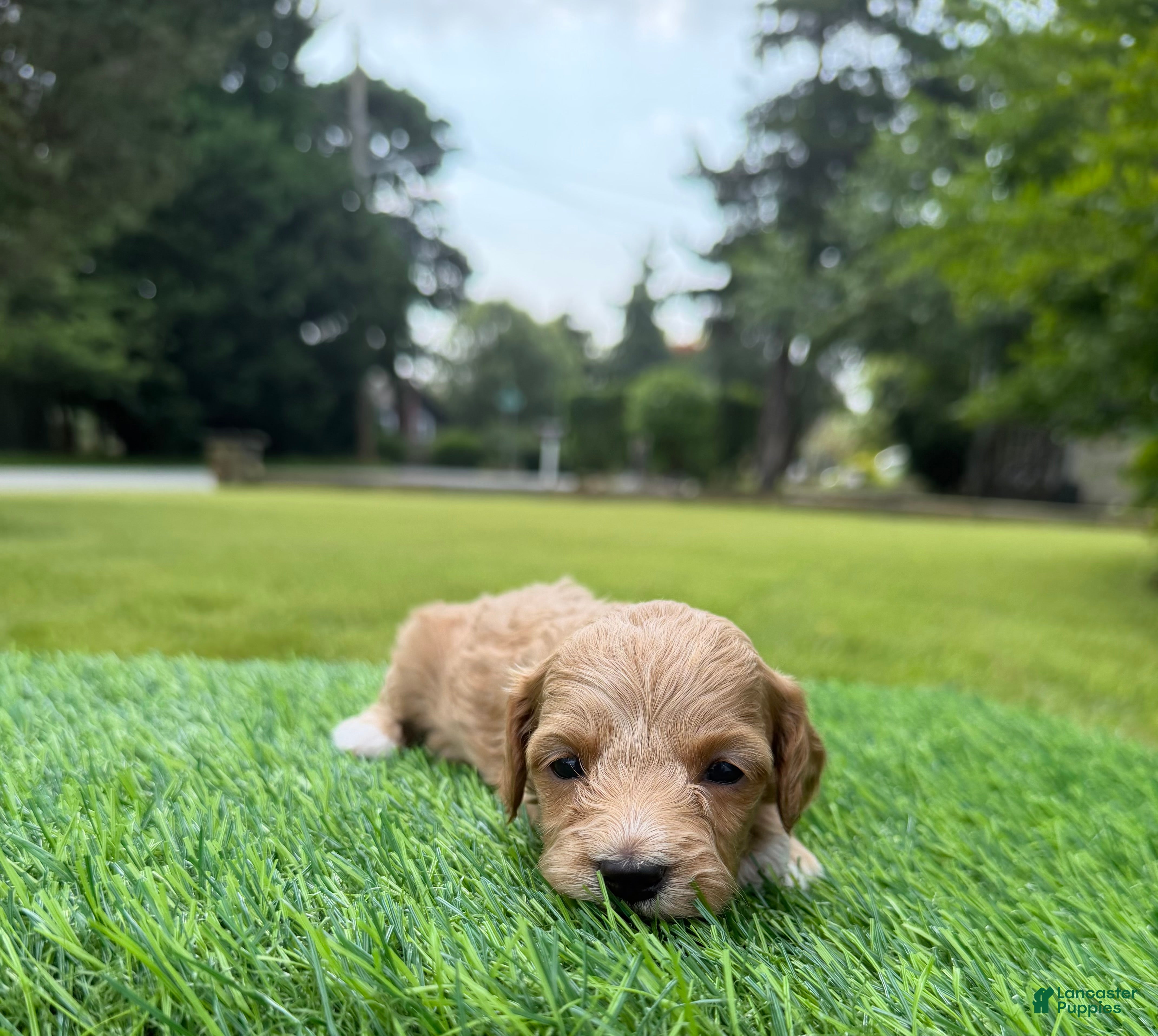 Cockapoo dogs Nala - Ad 2