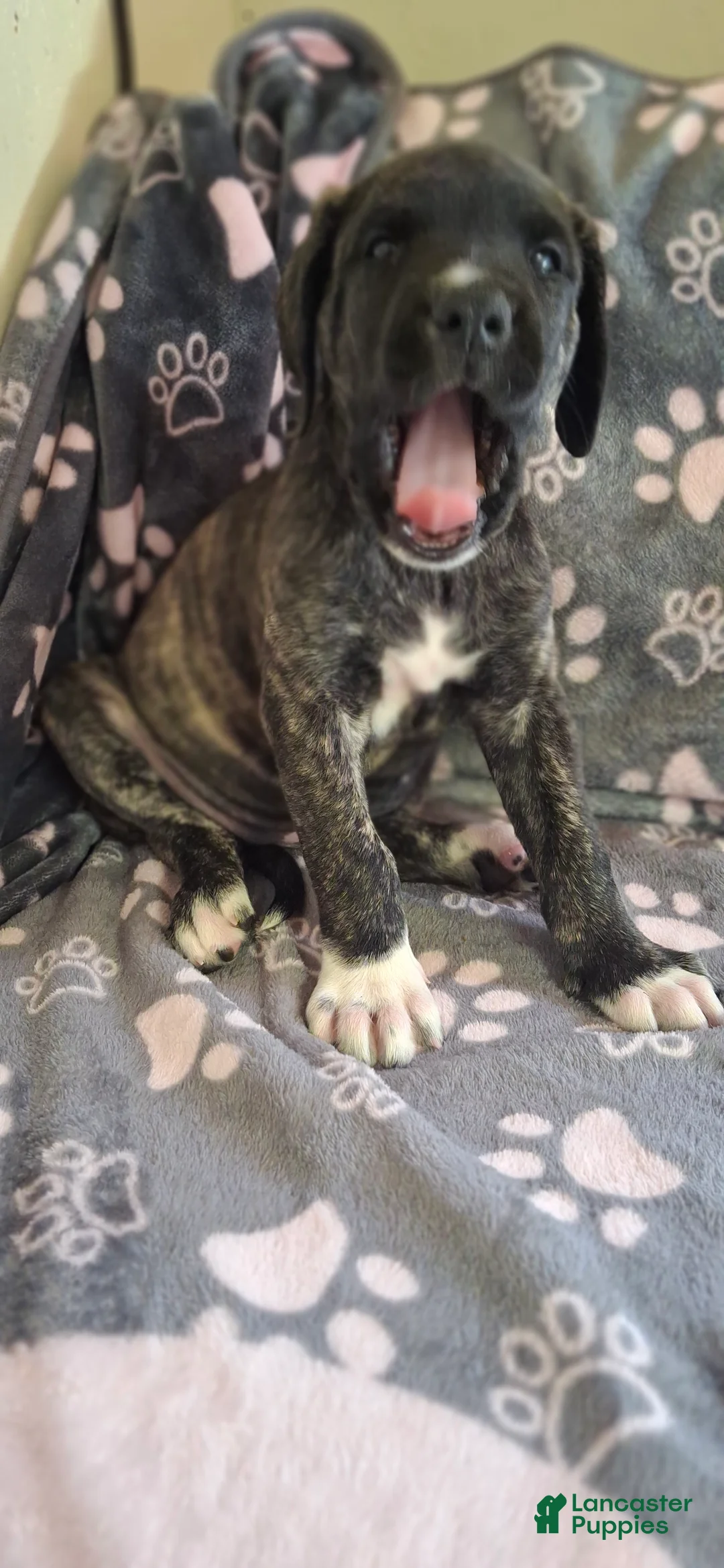 English Mastiff dogs for sale: Whiskey - Brindle English Mastiff Puppy - Ad 2