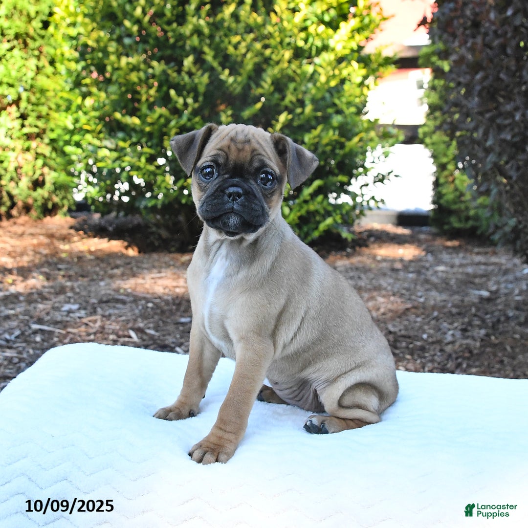 Pug Chihuahua Pug Dachshund Mix For Sale Pug Puppies For Sale