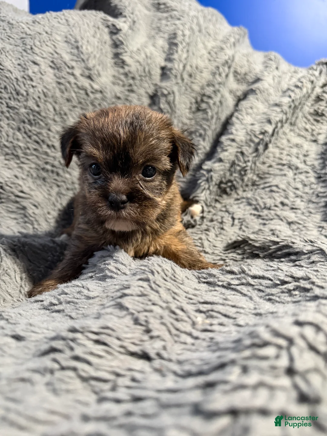 Shorkie dogs for sale: Coco - Ad 2