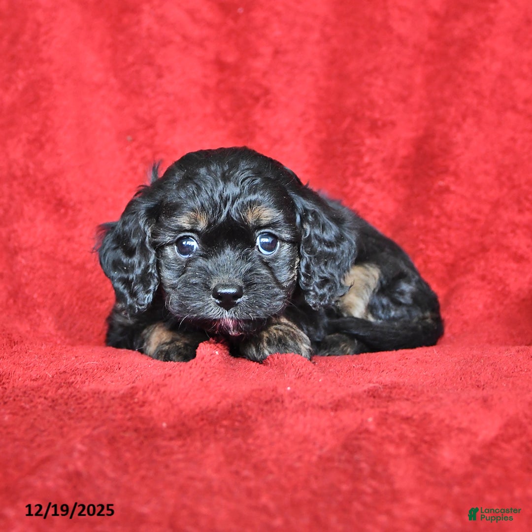 Cavapoo dogs for sale: George - Ad 2