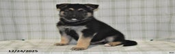 German Shepherd dogs for sale: Marshall - Ad 4