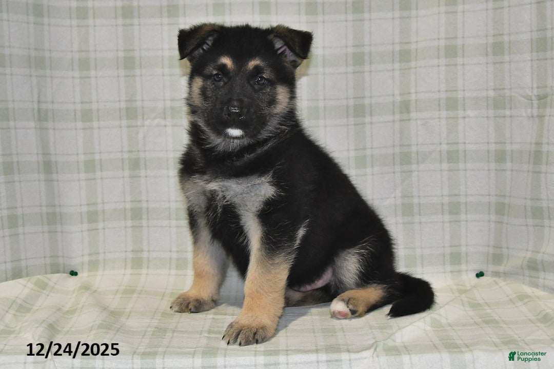 German Shepherd dogs for sale: Marshall - Ad 4