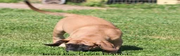 Mixed Breed dogs for sale: Mixed Breed 2 - Ad 3