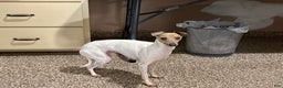 Italian Greyhound dogs for sale: Robbie - Ad 7