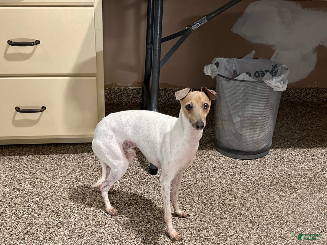 Italian Greyhound dogs for sale: Robbie - Ad 7